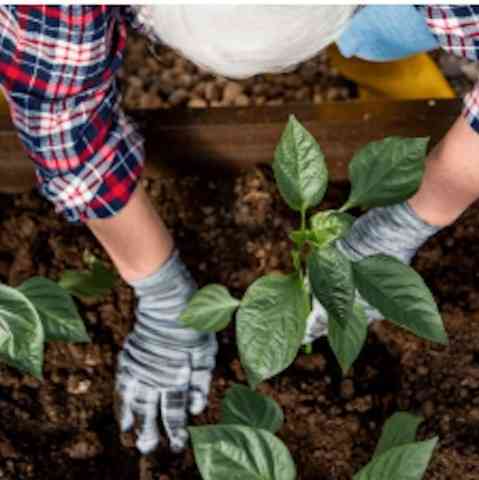Thyme to Grow
