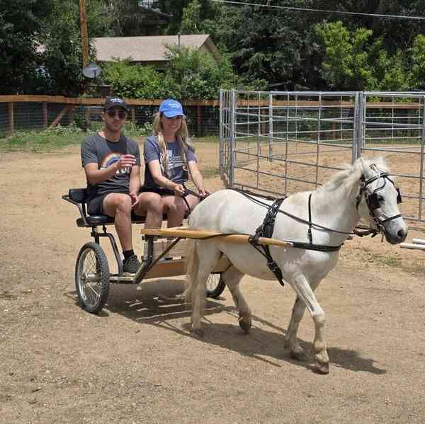 Brooke Lyn's Minis at Sleepy Hollow Ranch photo 3