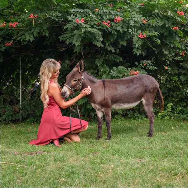 Brooke Lyn's Minis at Sleepy Hollow Ranch photo 1