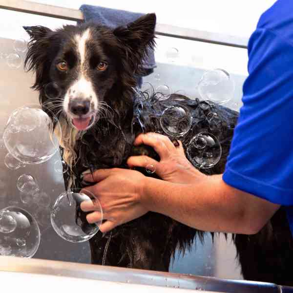 Zoomin Groomin - Mobile Cat & Dog Groomer photo 3