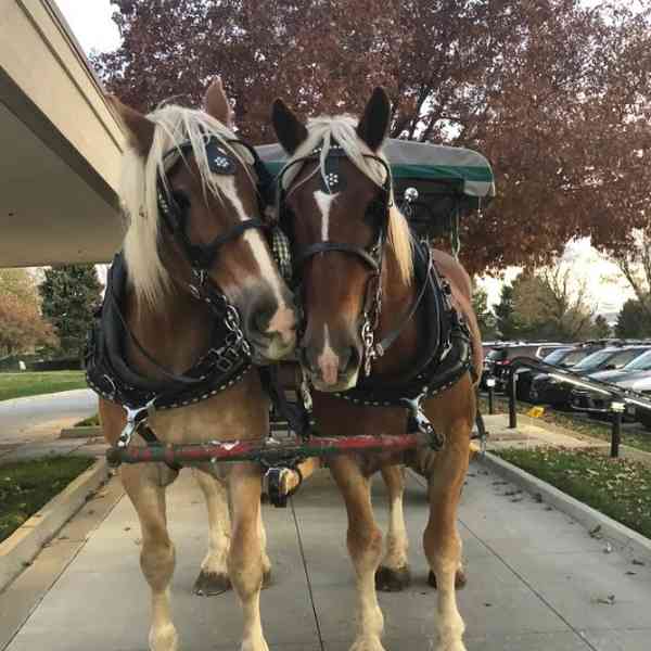 Carriages of Colorado photo 2