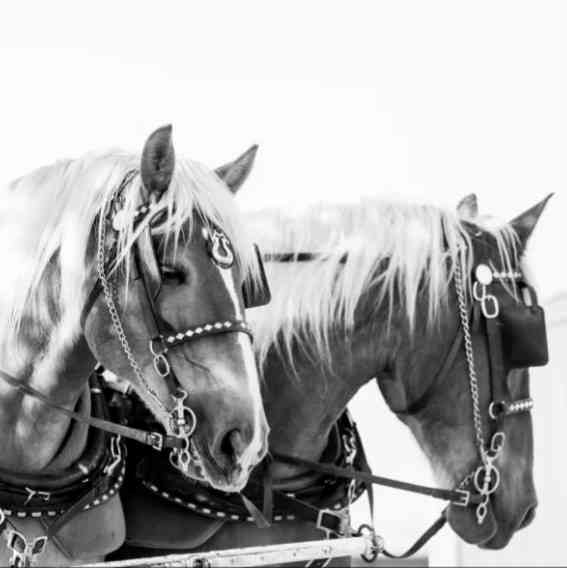 Carriages of Colorado photo 3